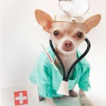 dog-doctor-chihuahua
